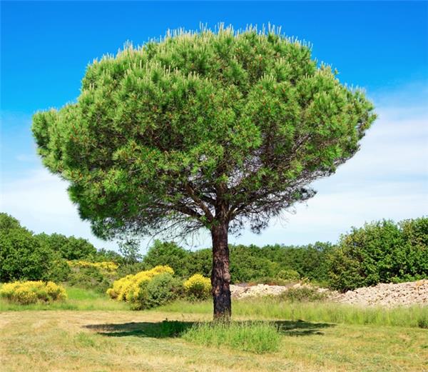 Pinus pinea Haute Tige 30 40 C230/375 L **Plante XXL ** Véritable Pin Parasol ** - Central