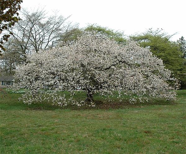 Prunus Serrulata Shirotae Haute Tige 16 18 Central Jardin