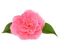 Camellia japonica Marie Bracey 8 ans 80 100 cm Pot C10L