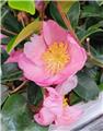 Camellia sasanqua Rose de Segur 050 060 cm C5 Litres **Parfumé **