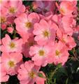 Rosier Pink Blanket Pot P15-17 cm