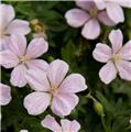 Geranium sanguineum Pink Pouffe Pot P17 cm ** Vivace à longue floraison **