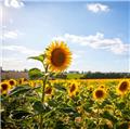 Soleil Géant- Buzzy Sunny Flowers ** Tournesol géant **