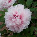 Paeonia suffruticosa Xue Ying Tao Hua Pot C2Litres ** Pivoine arbustive **