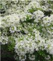 Azalea japonica White Spider Pot P19cm *** Nouvelle Variété*****