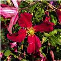 Clematis viticella Vitiwester Pot P17cm