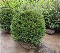 Taxus baccata Boule D 90 / 95 cm