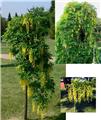 Laburnum alpinum pendula Tige 120 cm Pot C10Litres