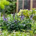 Salvia salgoon Lake Como Pot P17 - C2L