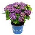 Hydrangea macrophylla Curly Wurlys Rosie Purple Pot C5Litres