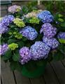 Hydrangea macrophylla Flair and Flavours® Sweet Marshmallow Pot C5Litres