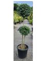 Ligustrum delavayanum Deux Pompons Pot P33 cm