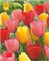 Tulipe darwin hybride mix * 10 pc cal.11/12