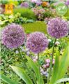 Allium Party Balloons  * 1 pc 16/18 * NEW 2024