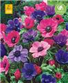 Anemone coronaria Rose / Pourpre  * 15 Pc Cal. 5/6 - NEW 2024