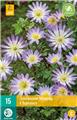 Anemone blanda Charmer * 15 pc cal.5/+