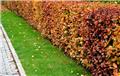 Fagus sylvatica 080 100 JPL RN (Jau) XTRA 3 ans repiqués 2X *** Remise importante à partir de 10 plantes **