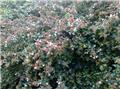 Abelia grandiflora 100 125 cm Pot C12L