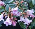 Abelia grandiflora Edouard Goucher Pot C3Litres