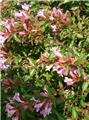 Abelia grandiflora Edouard Goucher Pot C3Litres