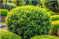 Euonymus japonica Green Spire Boule 20  Pot P17 cm