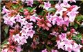 Abelia pinky bells c10