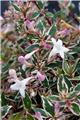 Abelia grandiflora Steredenn Levabes Pot C4