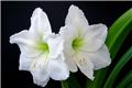 Amaryllis blanc * 1 pc cal.28/30 ** En boîte décorative **