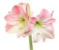 Amaryllis Rose et Blanc* 1 pc cal.28/30 Boite cadeau