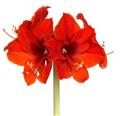 Amaryllis rouge * 1 pc cal.28/30 ** En boîte décorative **