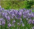 Camassia cusickii * 2 pc cal.14/+