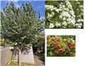 Crataegus monogyna 10 12 Haute Tige  ** Aubépine blanche **