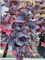 Hydrangea Serrata Magic Daredevil Pot C10Litres ** Feuilles pourpres **