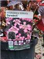 Hydrangea Serrata Magic Daredevil Pot C10Litres ** Feuilles pourpres **