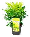 Nandina domestica Lemon Lime 30 40 cm Pot P17 cm