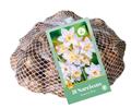 Narcisse Botanique Blanc * 30 pc cal. 10/12  ** Jonquille sauvage ***