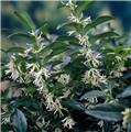 Sarcococca hookeriana Dragon Gate 020 030 cm Pot C3L ** Parfumé **