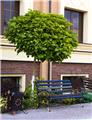 Catalpa bungei Haute Tige  28 30 Motte