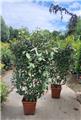 Elaeagnus ebbingei Palissé Ht 120 larg. 100 cm sur cadre Pot C18