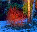 Cornus sanguinea Midwinter Fire 100 125 cm Motte ou Pot  plante forte