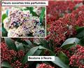 Skimmia japonica Rubella P27 ** Très parfumé **