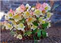 Helleborus Valeria Pot P15