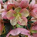 Helleborus Valeria Pot P15