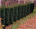 Taxus baccata Fastigiata 125 150 Motte ou Pot