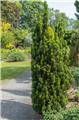 Taxus baccata Fastigiata 125 150 Motte ou Pot