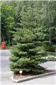 Abies Koreana 175 200 cm Motte