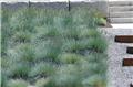 Festuca glauca Intense Blue Pot P17 cm - C3Litres