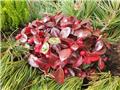 Gaultheria procumbens Big Berry Pot P10