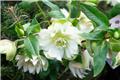 Helleborus orientalis Double Ellen White Pot P14