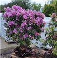 Rhododendron Catawbiense Grandiflorum 150 175 cm **  Super XXTRA Fort **